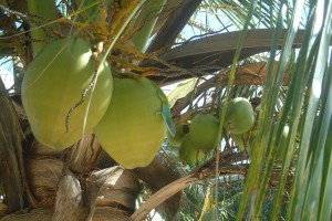 Por-que-Cuba-es-adecuada-para-la-inversión1