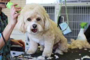 Negocio peluquería perros y gatos