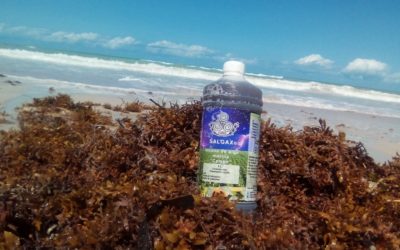 ¡Excelente iniciativa! El sargazo lo convierten en productos biotecnológicos comerciales