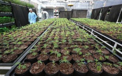El cannabis de Florida tuvo un gran 2019 ¿Qué le espera en el 2020?