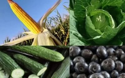 Granjeros mandan a la basura sus cosechas por el covid-19