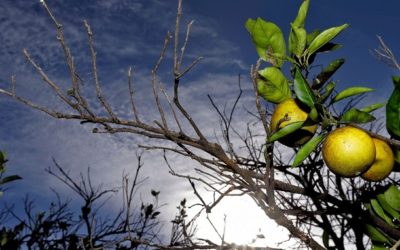 Cosechas de naranjas en Florida será la de menor producción en décadas