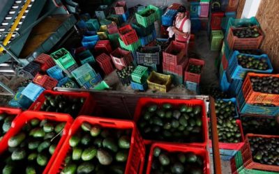 Productores de aguacates en México quedaron en el aire a horas del Super Bowl