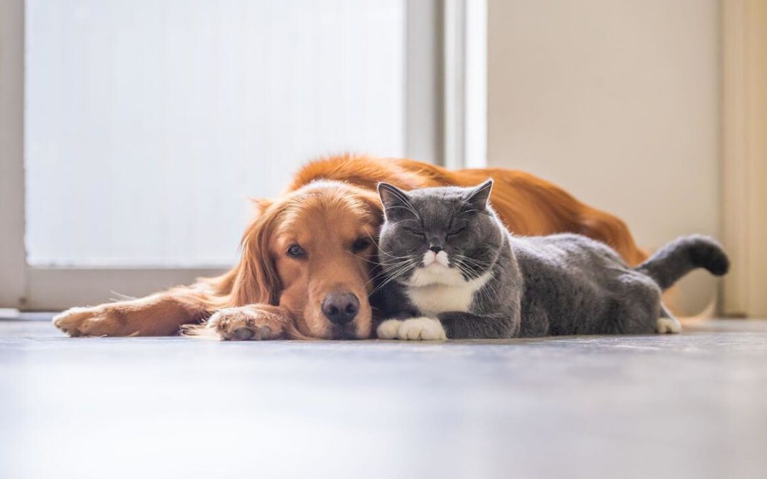 ¡Saca tu cuenta! Cuánto cuesta tener una mascota en tu hogar en EEUU