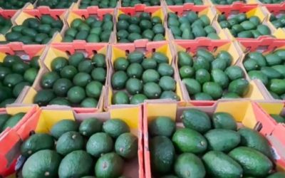 Finalmente los estadounidenses probarán los aguacates de Jalisco