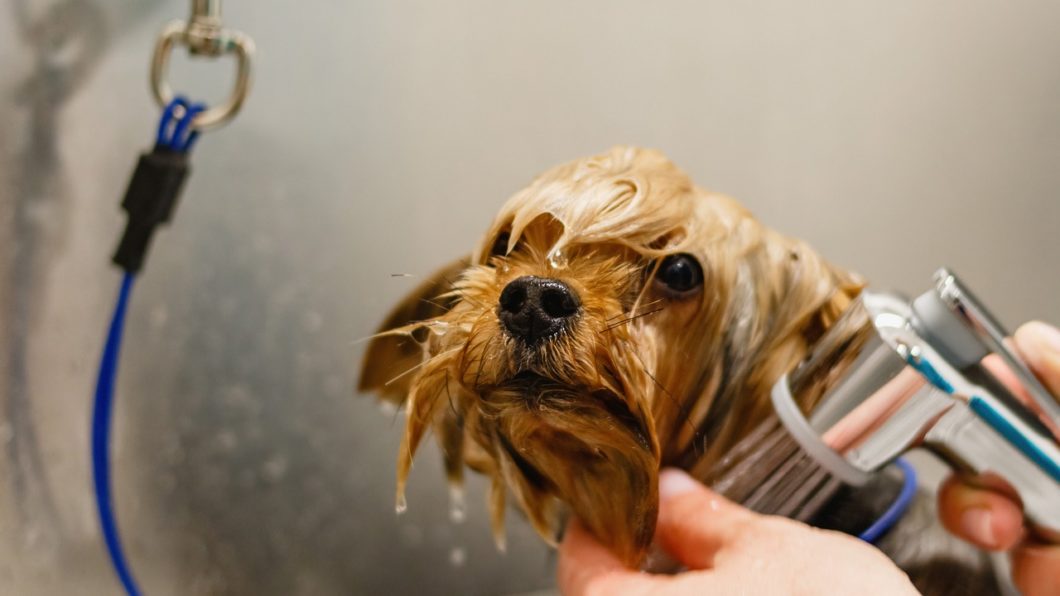 Peluquería Canina Móvil