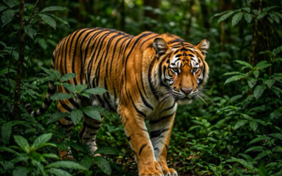 «El Tigre come por lo Ligero»